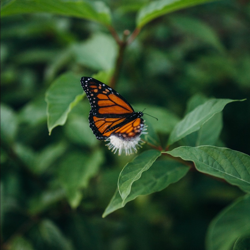 Meet your Posher, Taylor